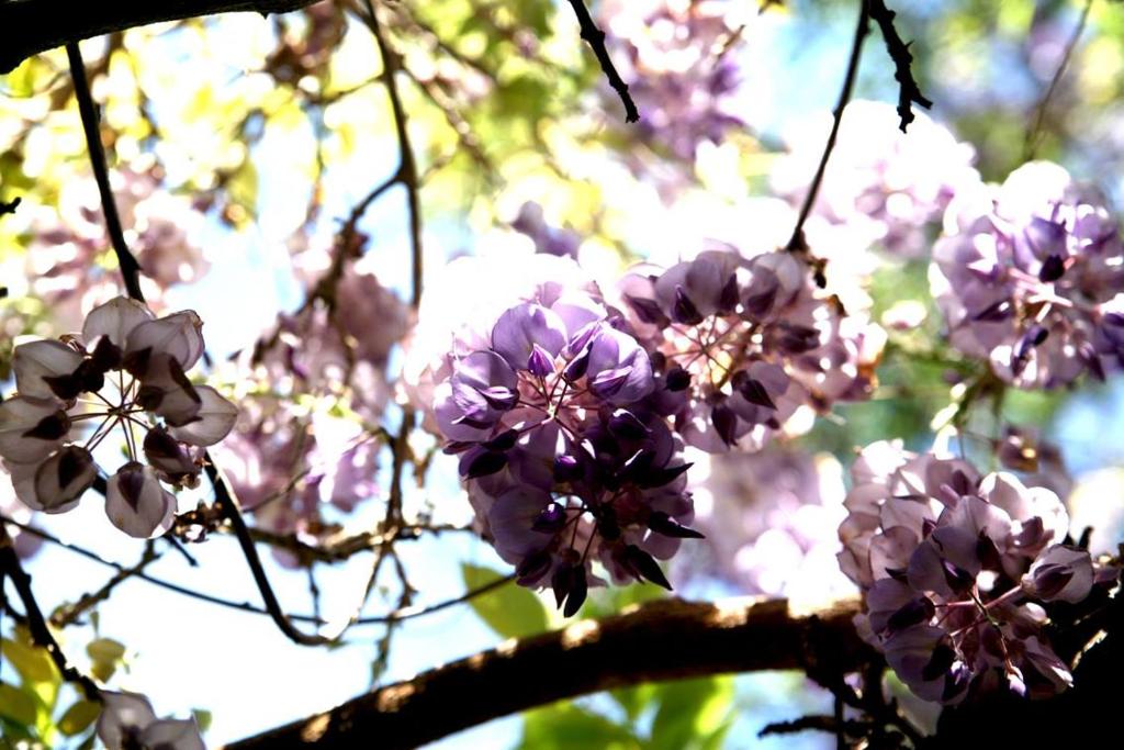 塔科龙特艾姆布莱玛提科卡萨卡西尔达酒店的树上一束紫色的花