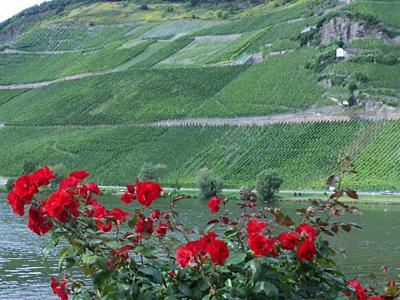 贝尔恩卡斯特尔-库斯Anneliese Schmitgen的山前红玫瑰丛