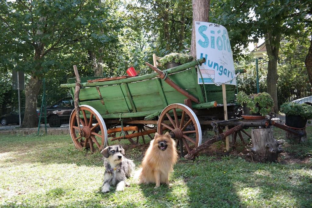 希欧福克奥魁旅舍的木车旁边坐着两只狗