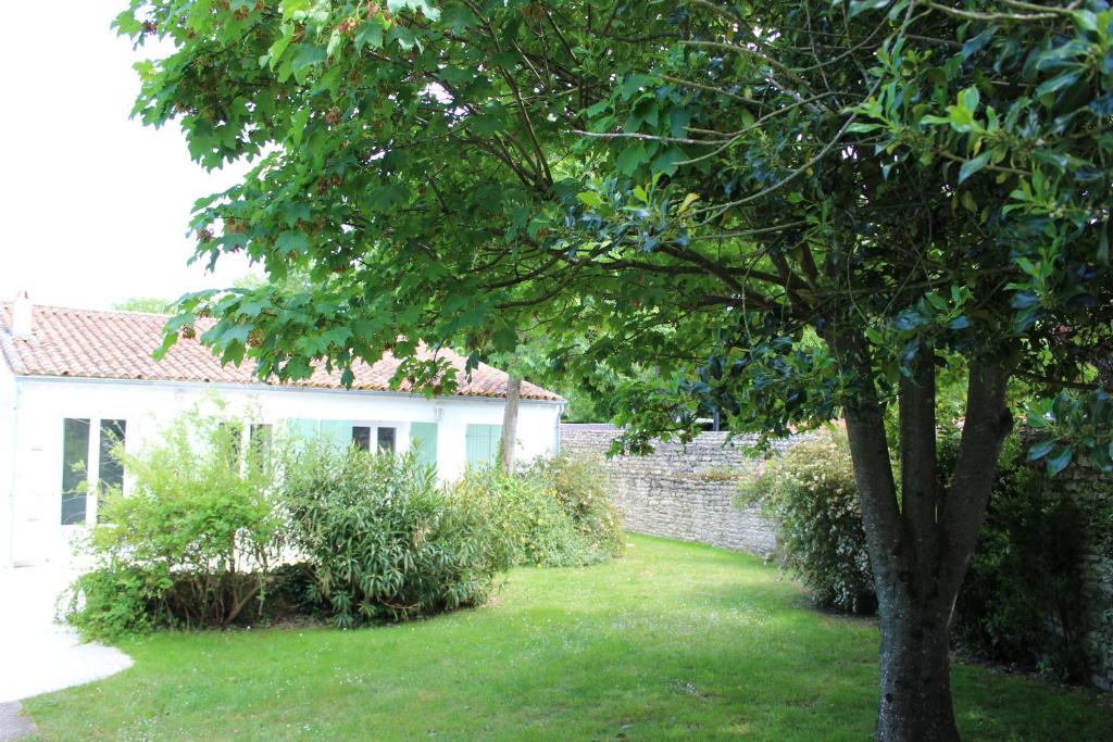 圣马丹德雷Clos du Pere Ignace的建筑物旁院子中的一棵树