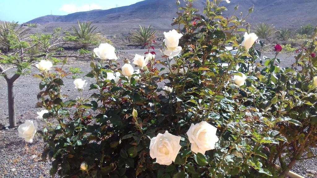 LajitaFinca Los Rosales的白玫瑰丛,以群山为背景