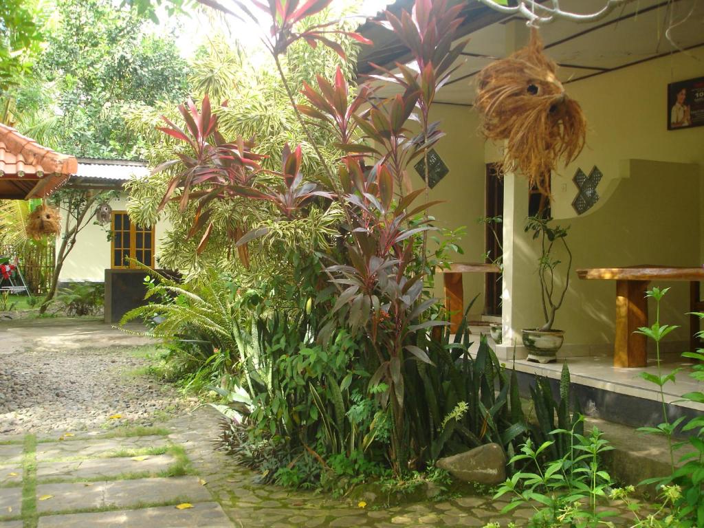 罗威那Penginapan Sedap Malam的一座花园,在房子前面种植了植物