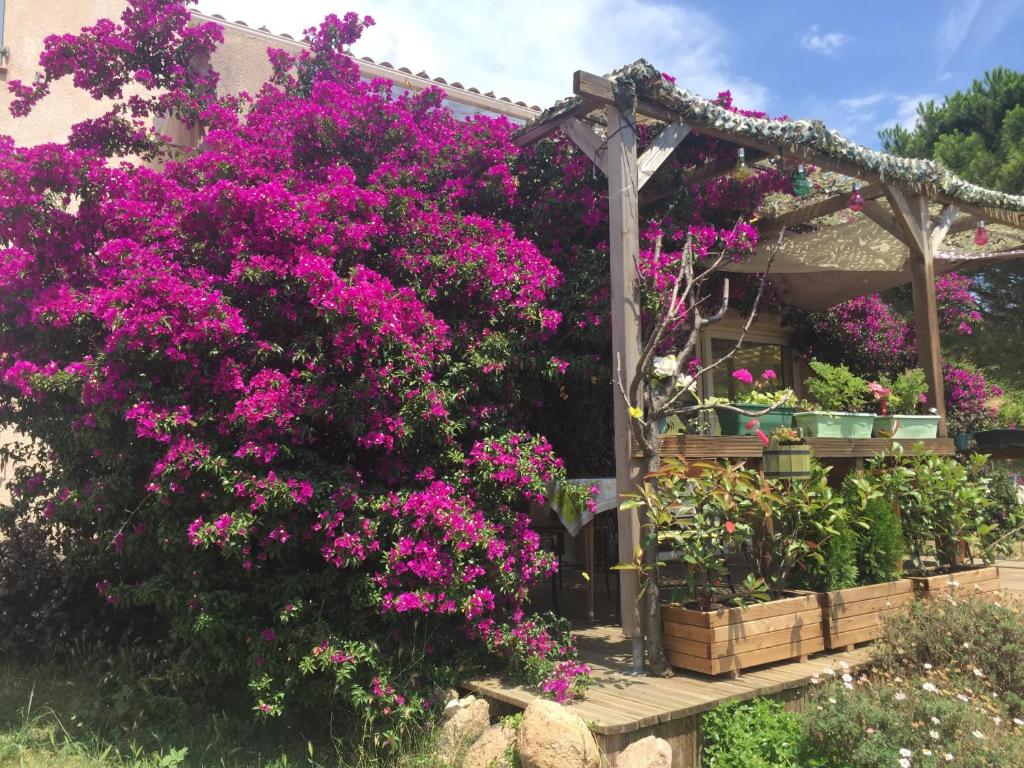 莫纳奇亚道勒内B&B Macchia Verdata avec piscine的种有粉红色花卉和凉亭的花园