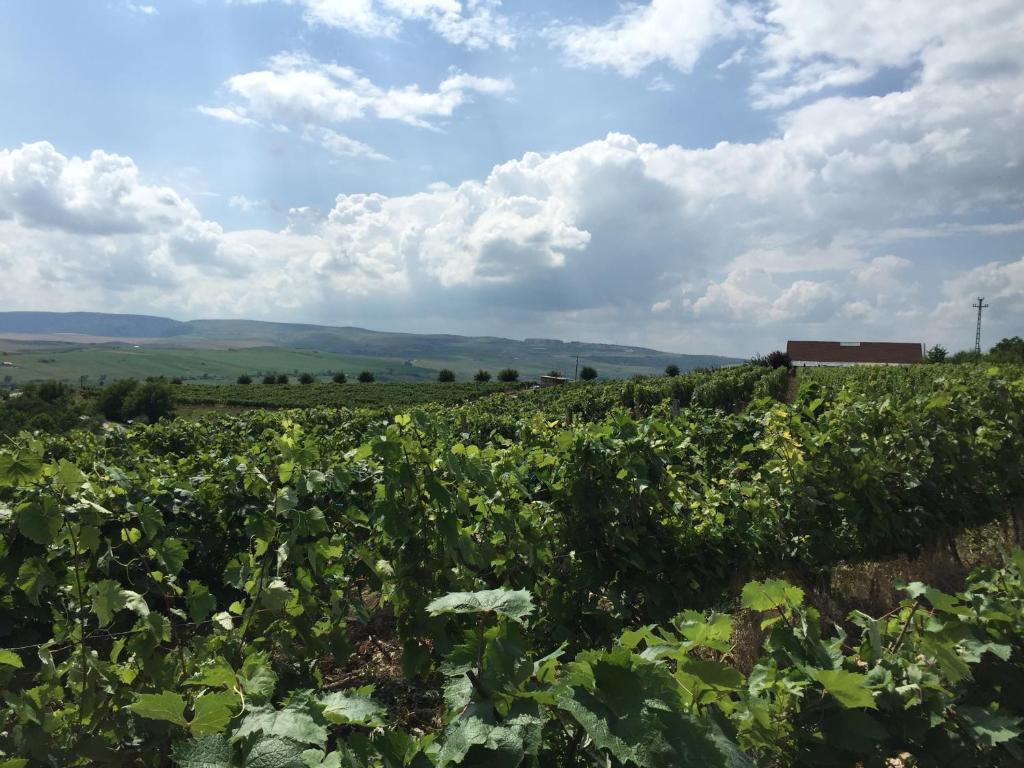 图尔达Wineyards Salin的农作物田地,有谷仓的背景