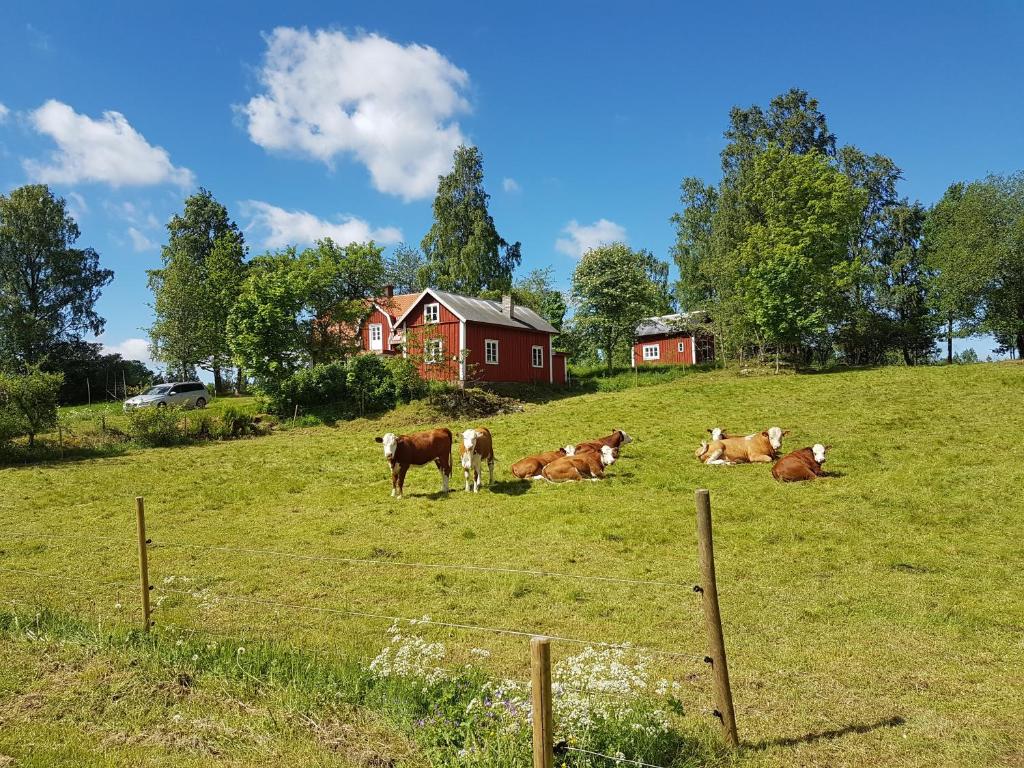 SläthultLunden的一群牛躺在田里