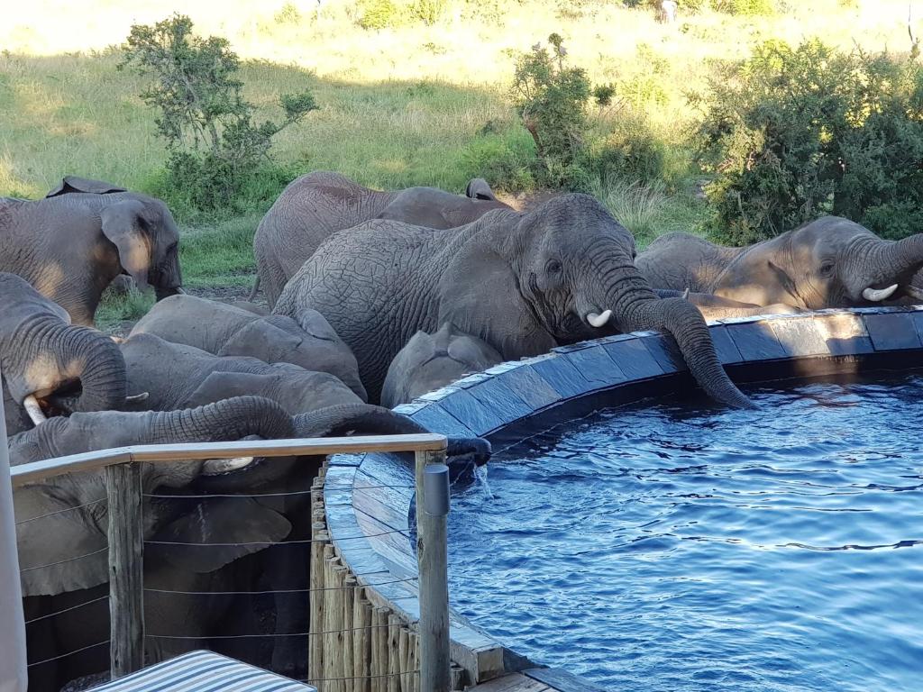 纳姆比提动物保护区Nambiti Plains的一群大象从水中喝水