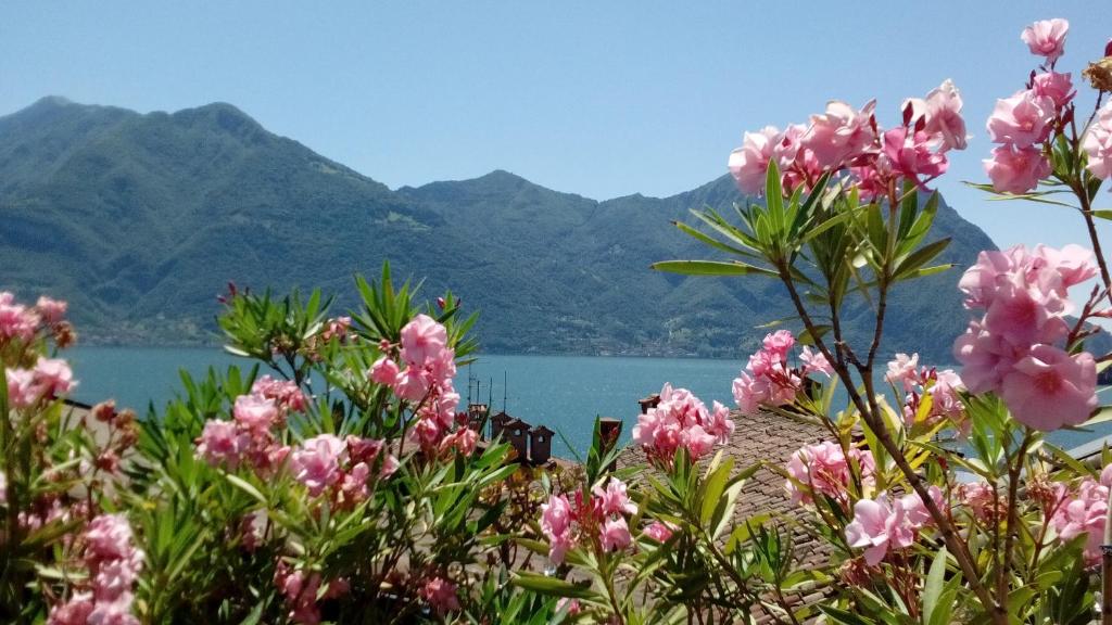 洛韦雷格拉兹拉度假屋的湖前一束粉红色的花