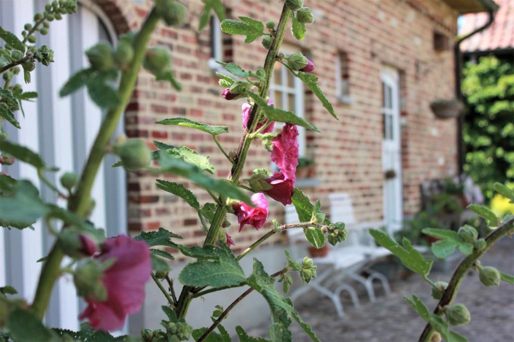 圣利芬斯－豪特姆De Volle Maan的砖楼前有粉红色花的植物