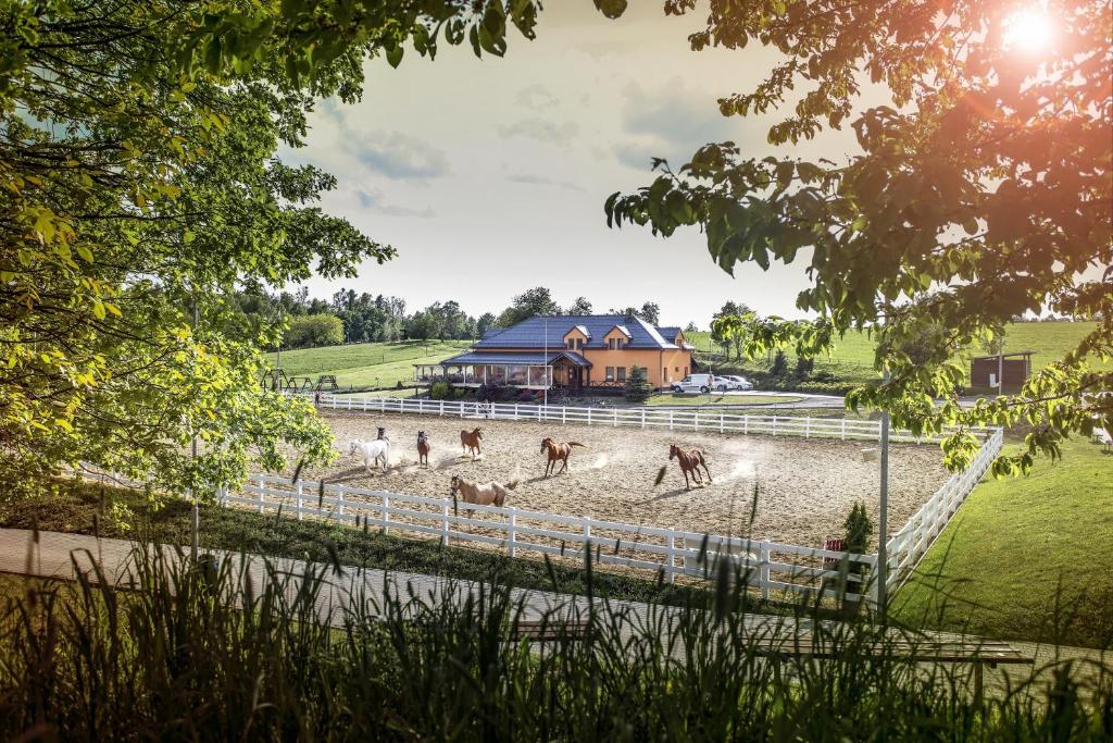 TršiceHotel Horse Riding - Jezdecký Areál Tršice的一群马在田野里跑来跑去