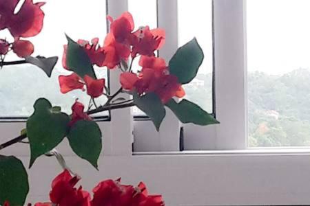 勒罗贝尔Kay Arlette (Chambre d'hôtes)的窗前的花瓶,有红色的花朵