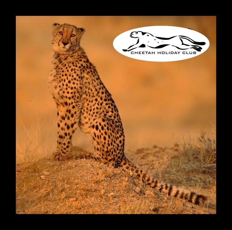 维佐维采Cheetah Holiday Club的一只猎豹坐在地上,带着一种思想泡沫