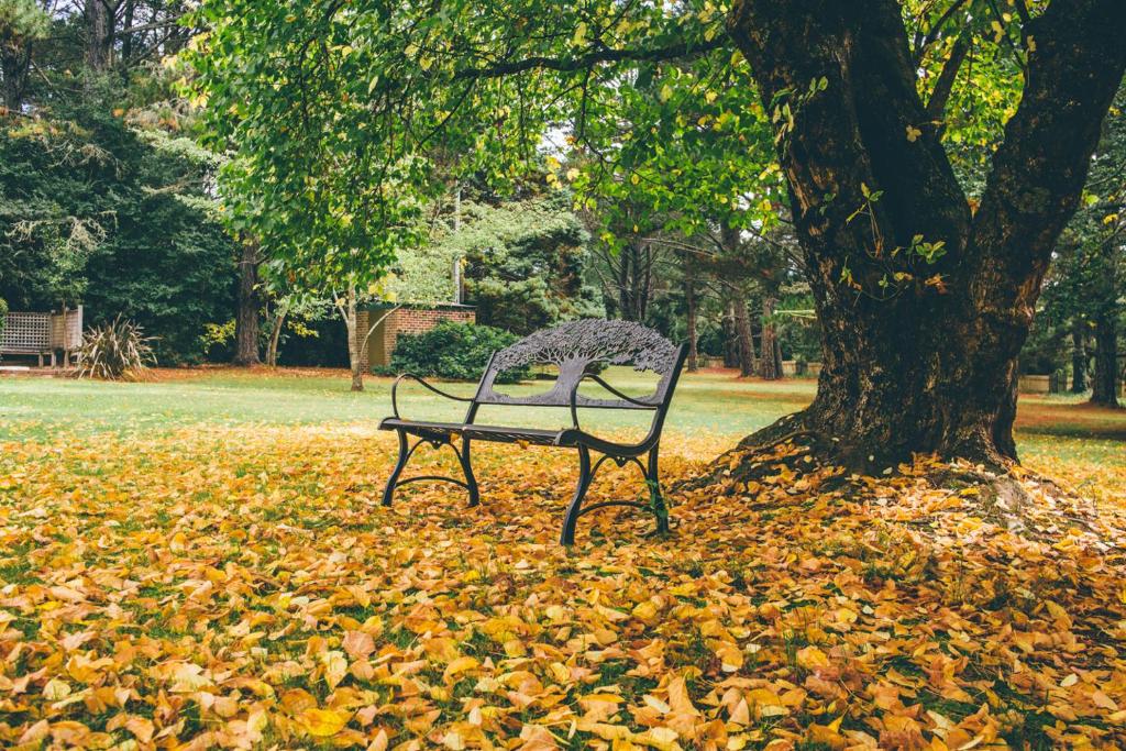 黑荒地费德拉辛嘉登&波苏海德维酒店的树旁的树叶里的一个公园长椅
