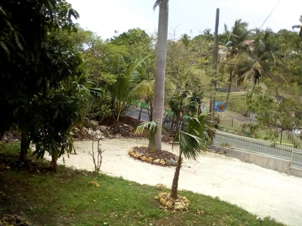 Morne-à-lʼEauVilla Les Violettes的棕榈树坐在沙滩上