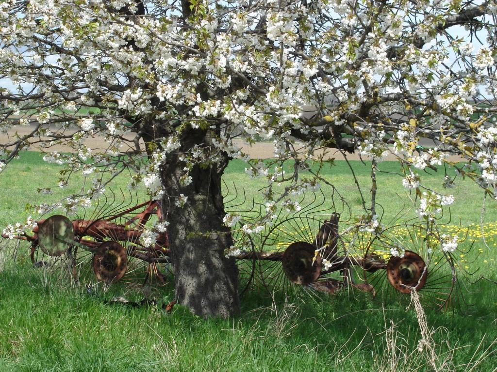 沙泰勒吉永La Roche Pérégrine的田野上一棵花白的树