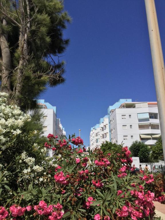 滨海罗克塔斯La Perla Azul Playa - Terraza al Sol的某些建筑前面的一束鲜花