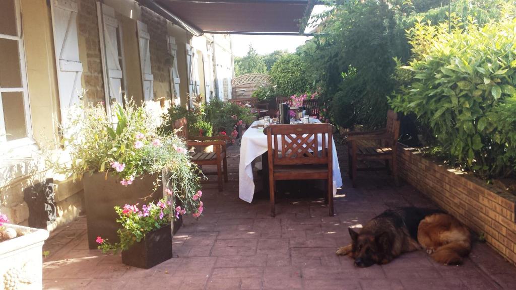 沙勒维尔-梅济耶尔La Ferme De Saint Julien的一只狗躺在地上的庭院里