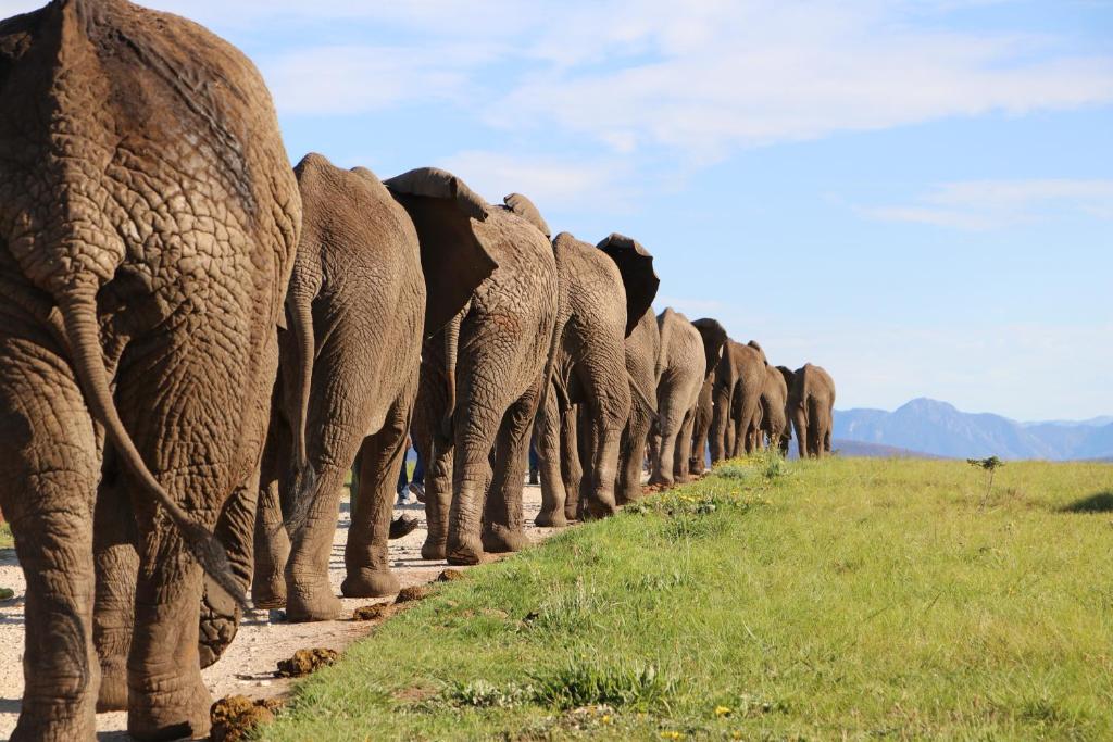 普利登堡湾Knysna Elephant Park Lodge的一群大象沿着土路走着