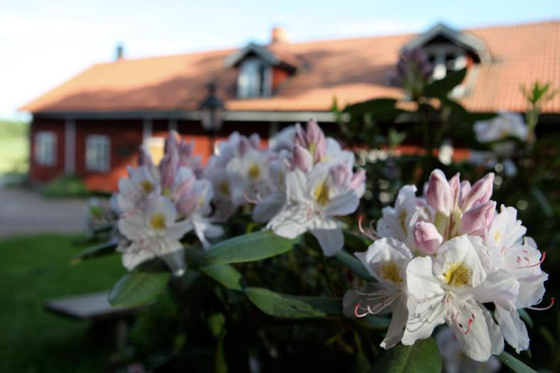 LinghemKlefstad Gård的房子前面的一束白色粉红色的花