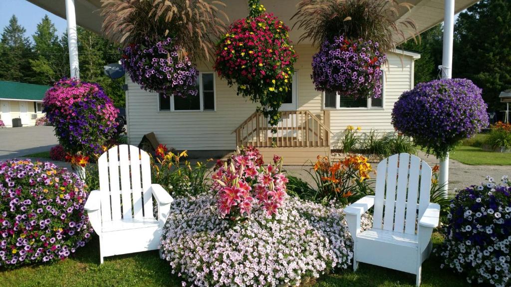 圣伊尼亚斯圣伊格内斯日落汽车旅馆的两把白色椅子,在鲜花盛开的房子前
