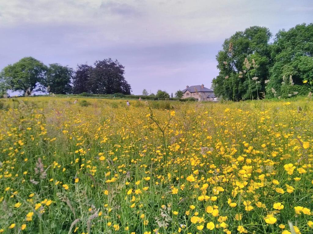 凯尔斯Castletownmoor Clinic & Permaculture Farm的田野里满是黄色花的田野