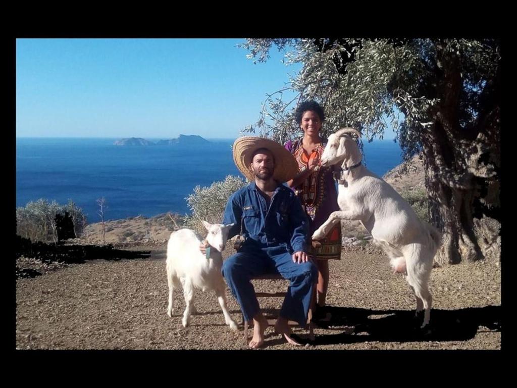 圣加利尼Sea Breeze Ecological Villa的男人和女人坐在长凳上,两只狗