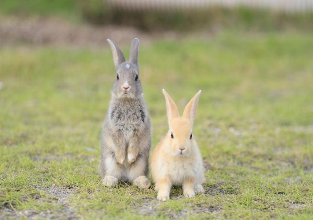 TakekaraKyukamura Ohkunoshima的两只兔子坐在草地上
