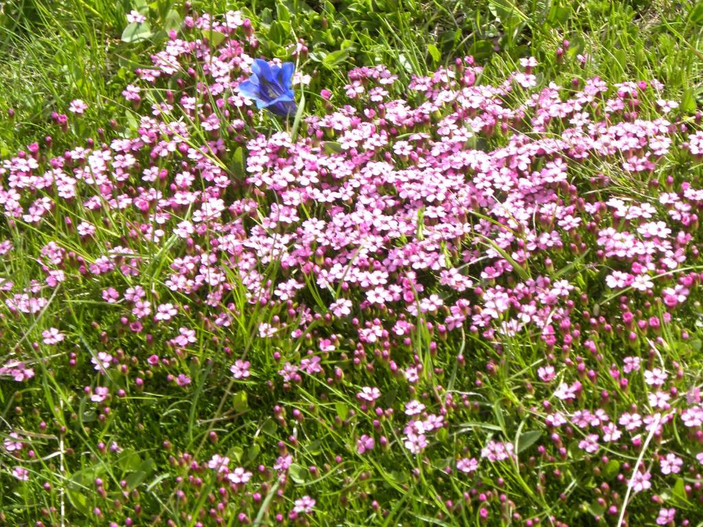 博希尼Apartma Cvetek, Srednja vas 133的草上一束粉红色和白色的花
