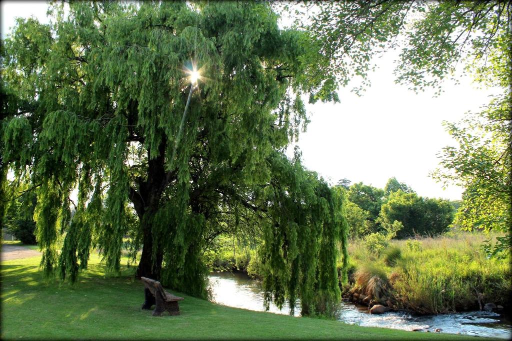 莱登堡阿夸特拉宾馆的河旁草丛中的一棵垂柳树