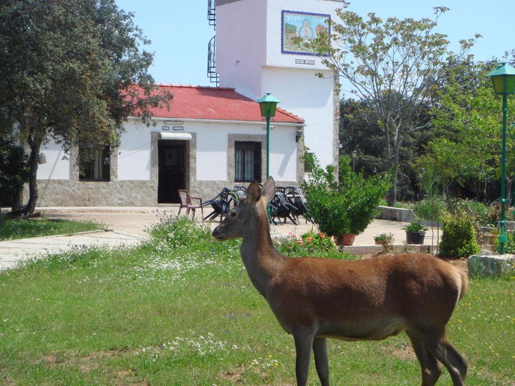 安度亚尔圣何塞酒店的站在建筑物前面的草地上的鹿