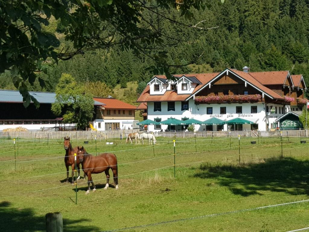 平斯旺祖姆斯彻鲁恩酒店的两匹马站在房子前面的田野上
