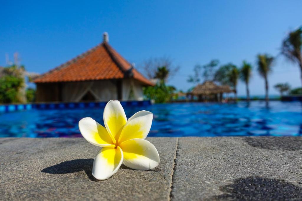 AirsatangWest Break Bali - Medewi的坐在游泳池边的黄色和白色花朵