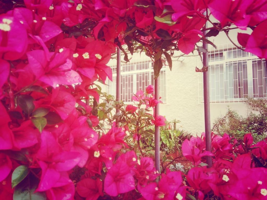 弗洛里亚诺波利斯Hostel Nossa Casa的房子前面的一束粉红色的花