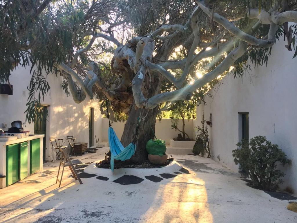 阿索马达Patio II studio at finca的树下有一棵树,树下设有椅子和吊床
