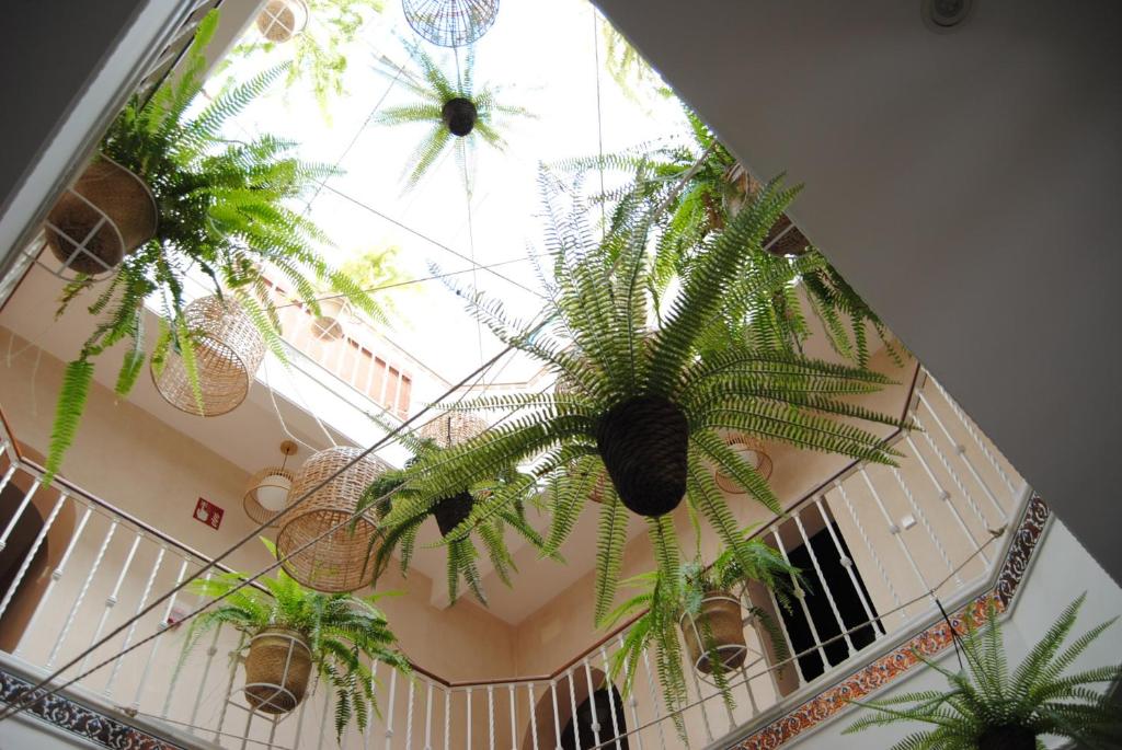 塞维利亚Pensión Córdoba的天花板上挂着盆栽植物的房间