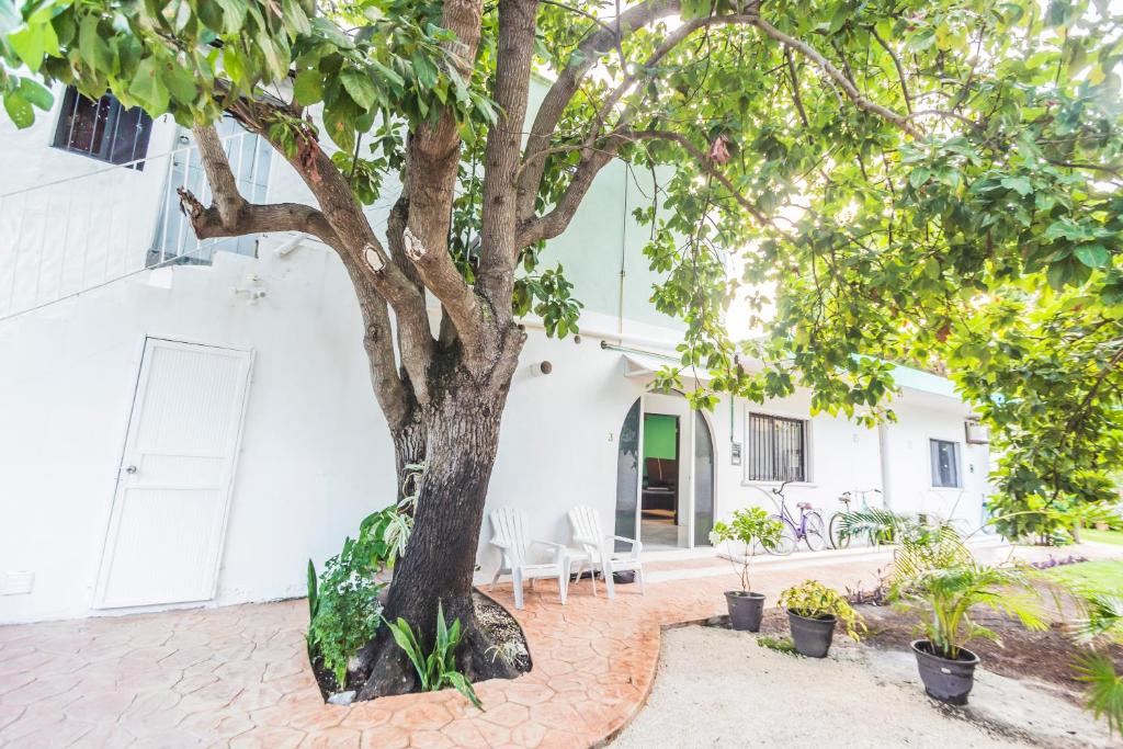 科苏梅尔Cozumel 400A - Vacation Rental的白色建筑庭院中的一棵树