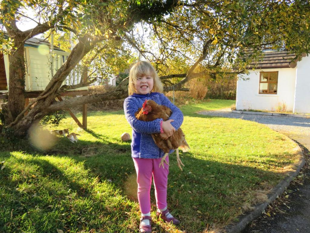 莱特弗拉克Letterfrack Farm Cottage in village on a farm beside Connemara National Park的一个小女孩在院子里抱着一只鸡