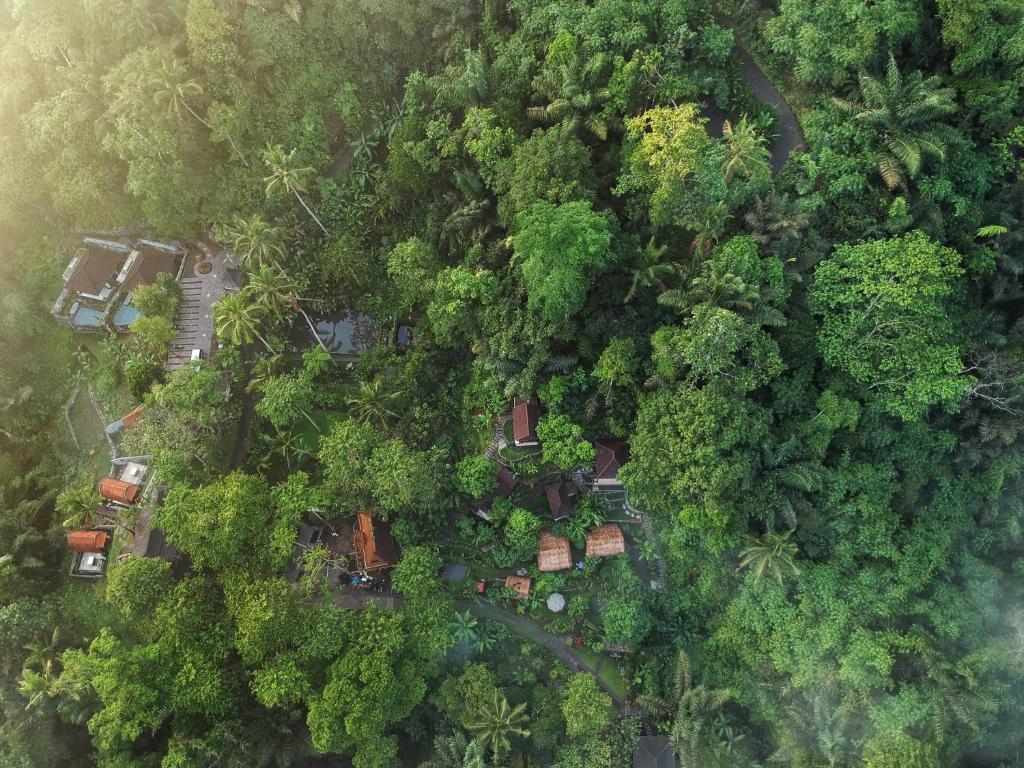 德格拉朗Bali Jungle Resort的享有森林的顶部景色,森林中拥有房屋和树木