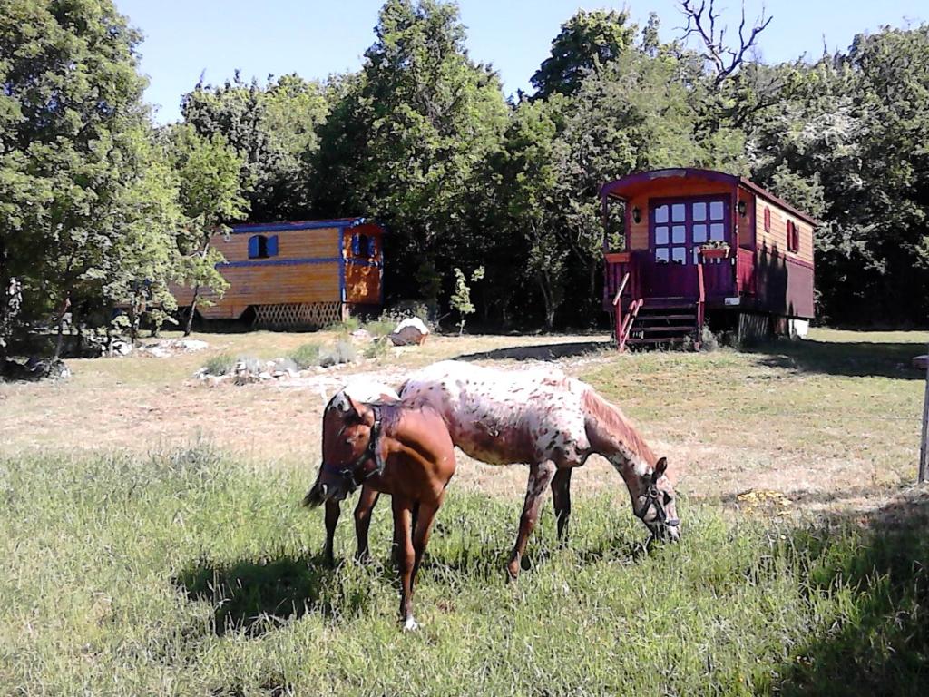 BlandasRoulotte-Quinta的站在草地上吃草的马