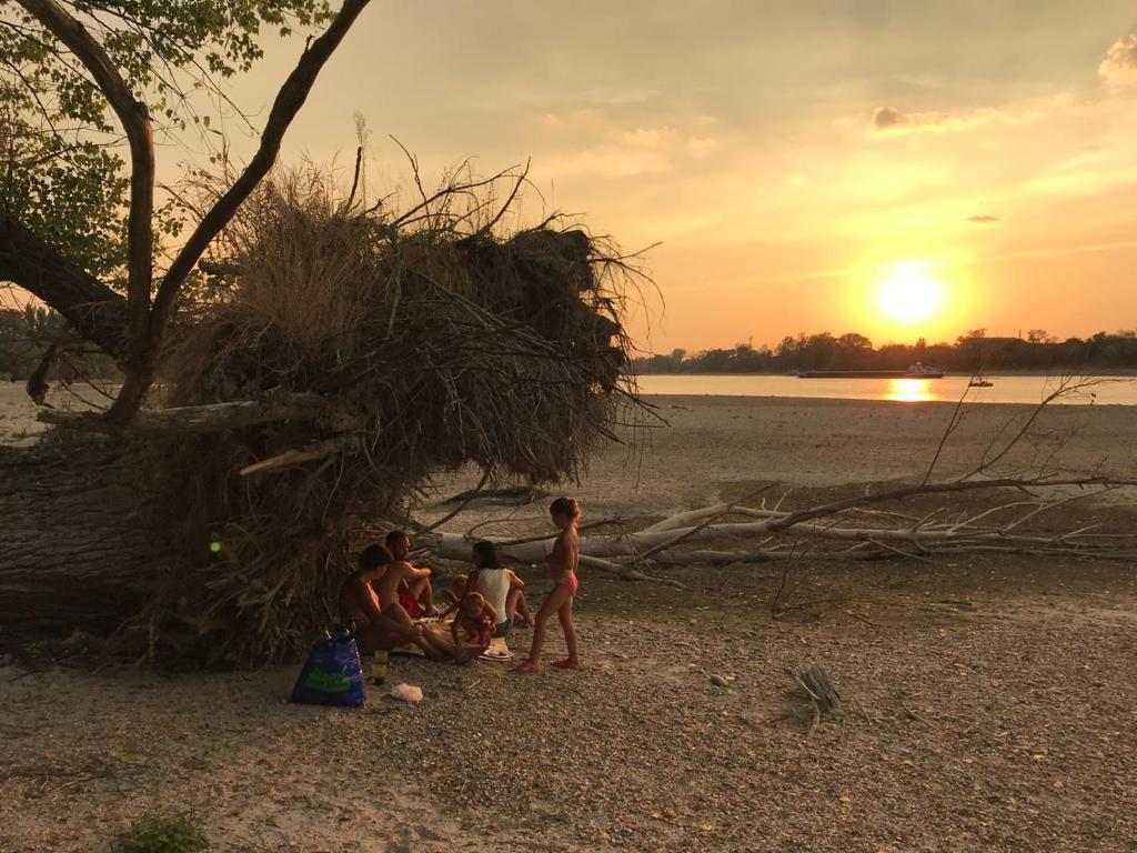 Radvaň nad DunajomTOBO house along the river Danube的一群儿童站在海滩上的一棵树周围