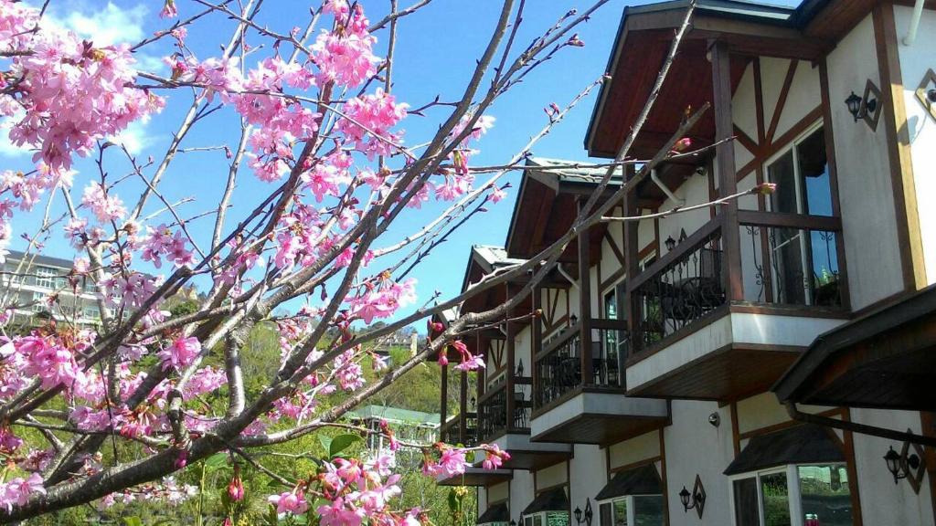 仁爱乡清境摘星花园山庄的一座建筑物前有粉红色花的树