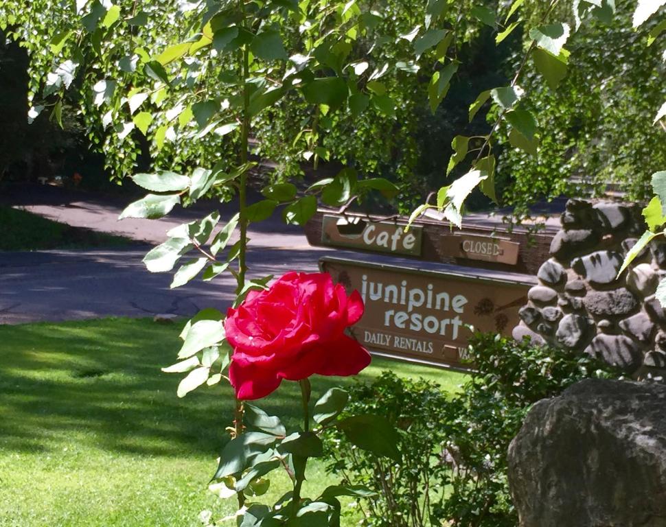 塞多纳朱尼派恩度假酒店的红玫瑰在街道标志前