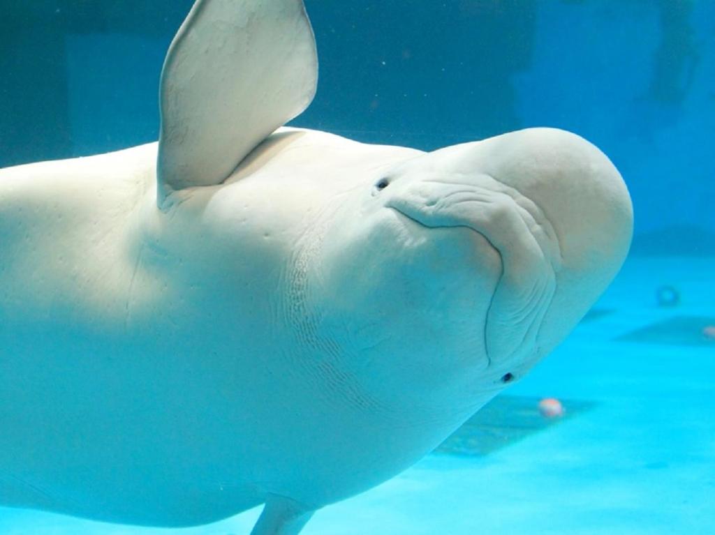 鸭川市鸭川海洋世界酒店的白海豚在水中游泳