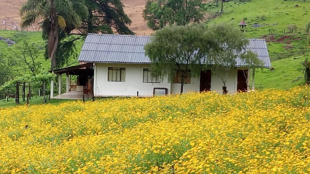 特雷齐蒂利亚斯Sítio Kanisfluh的黄色花丛中间的房子