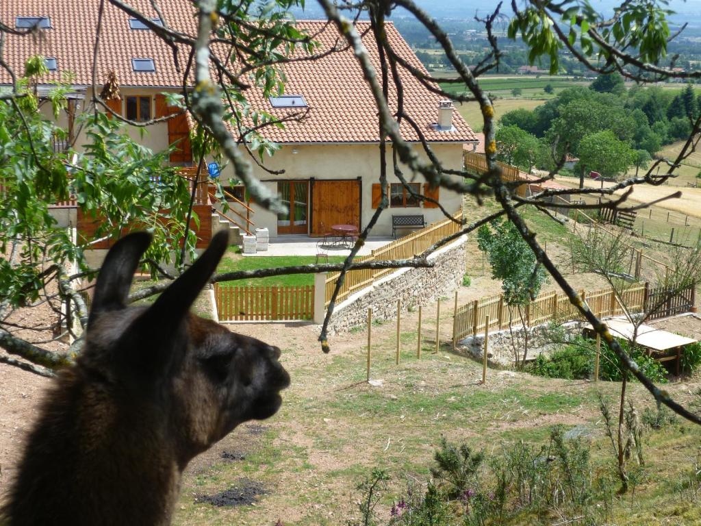 Saint-André-dʼApchon拉马斯石楠花招待所的一只骆驼从树上望着房子