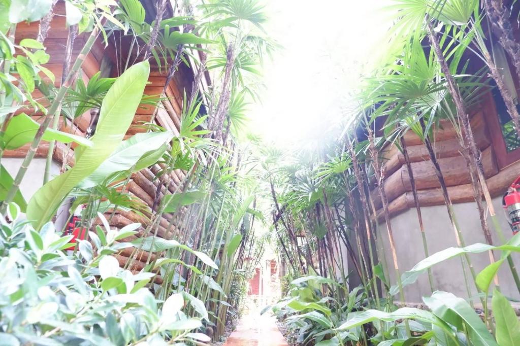 拜县拜县约卡塔酒店的走廊上,在建筑物旁边,布满了植物