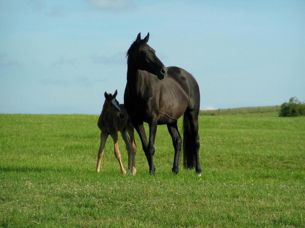 BallévilleGîte de Solama avec SPA的草场上的马和它的婴儿