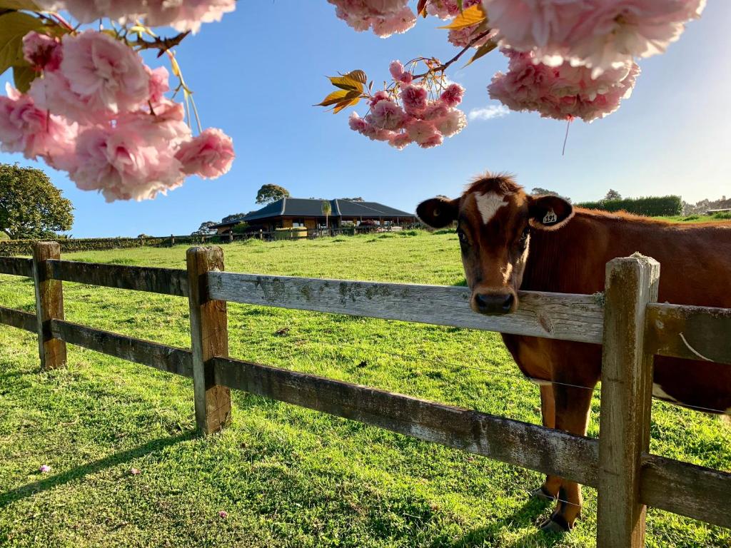 普基科希Heaven's Rest B&B的田里一头奶牛,在围栏后面,种着鲜花