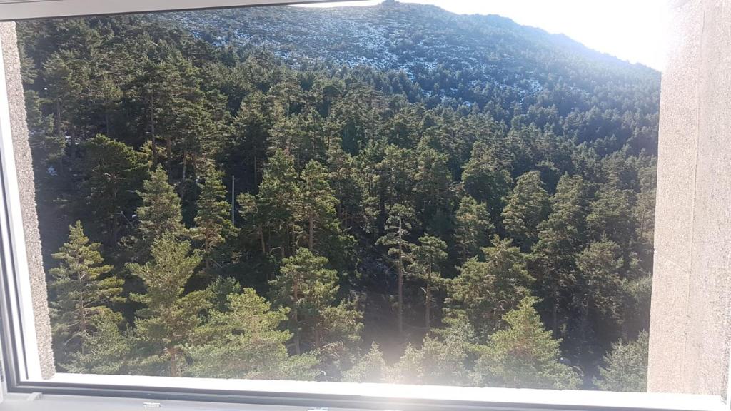 塞尔塞迪利亚Estudio romántico en Puerto De Navacerrada的享有森林树木景致的窗户