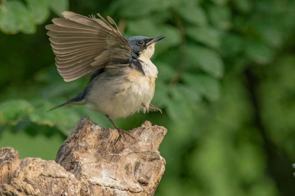 溧阳天目湖天悦阁别墅 的鸟栖息在一块木头上