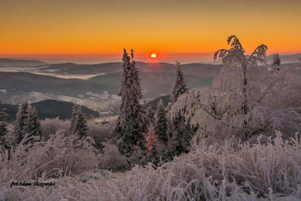 克雷尼察CZARNY POTOK STUDIO的雪覆盖的树木在山中日出